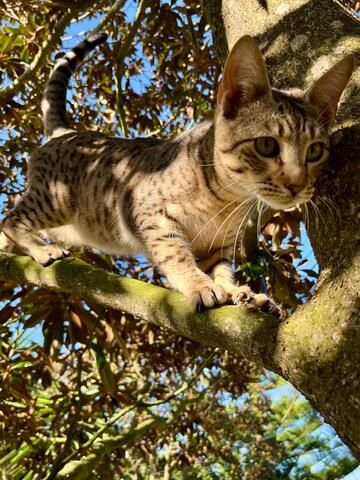 Sugar - eine zarte Schmusekatze