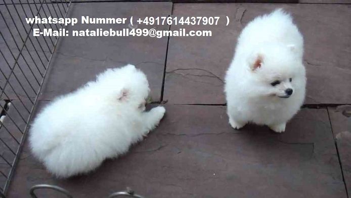 Pomeranian Zwergspitz Welpen