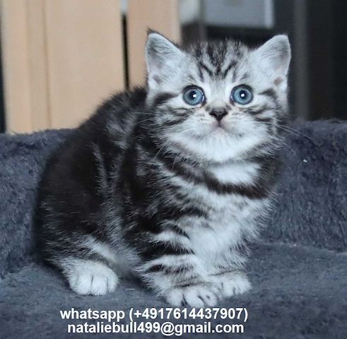 BKH Britisch Kurzhaar Katzen mit Stammbaum.