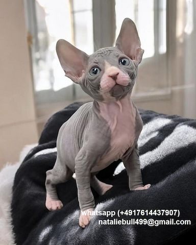 Sphynx-Kätzchen zu verkaufen