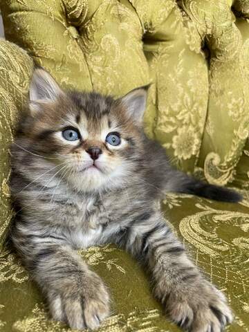 Sibirische Kätzchen