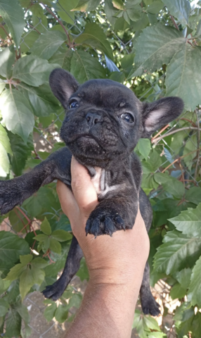 11 Wochen alte französische Bulldoggenwelpen