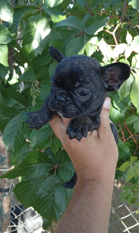 11 Wochen alte französische Bulldoggenwelpen