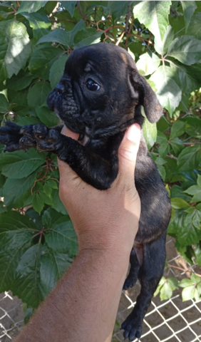 11 Wochen alte französische Bulldoggenwelpen