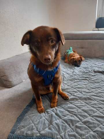 Zauberhafter Mogli sucht sein für immer Zuhause