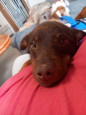 Zauberhafter Mogli sucht sein für immer Zuhause