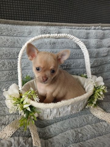 Niedliche Chihuahua-Welpen zu verkaufen