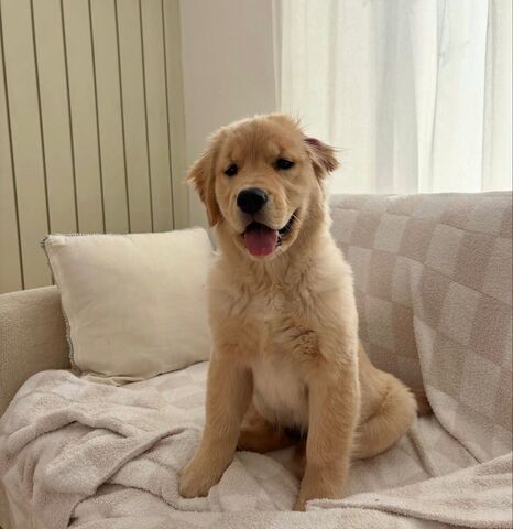 Liebevolle Golden Retriever Welpen