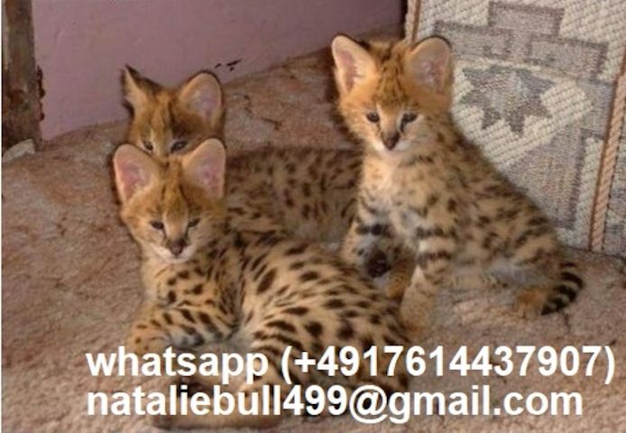 Savannah f4, f5, f6 Kätzchen