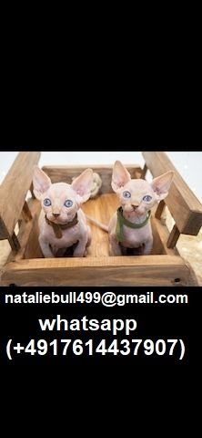 Schöne Sphynx-Kätzchen