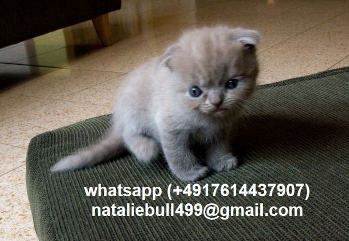 Britisch Kurzhaar Kätzchen zu verkaufen