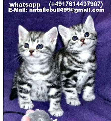 BKH-Kitten mit dem Stammbaum