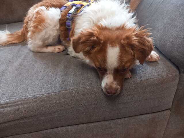 Mimi sucht ihren Herzensmensch