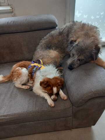 Mimi sucht ihren Herzensmensch