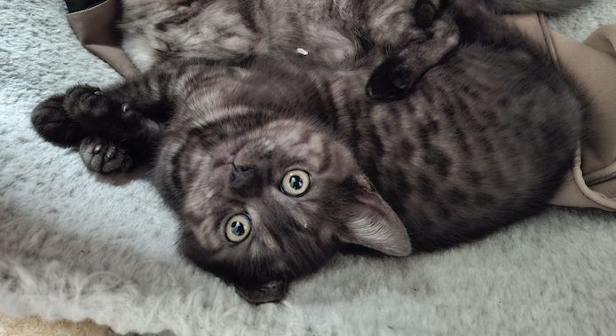 Kätzchen 2 Katerchen BKH/EKH marmor-schwarz