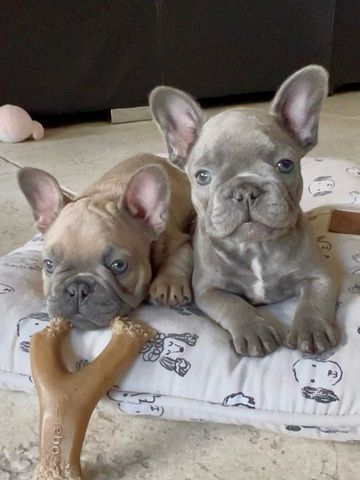 Französische Bulldogge