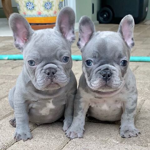 Französische Bulldogge