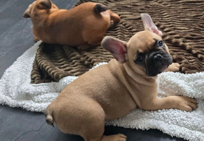 Französische Bulldogge