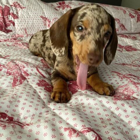 Dackelwelpen suchen ein neues Zuhause