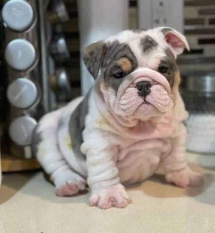 Englische Bulldogwelpen