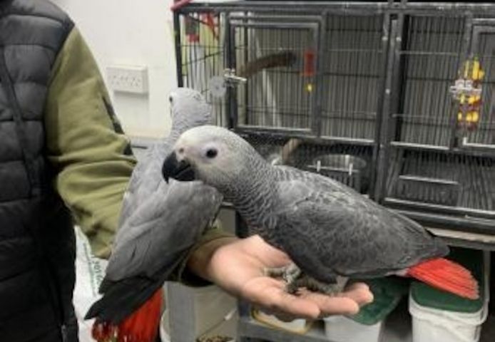 Afrikanische Graupapageien für Ihre Familie – jetzt!