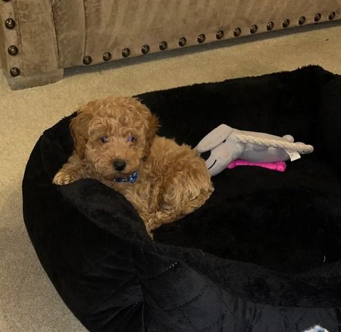 Pudelwelpen (Rüde und Hündin)