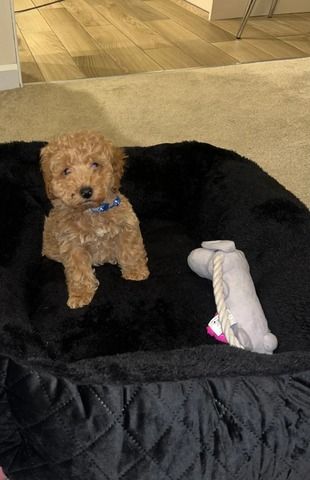 Pudelwelpen (Rüde und Hündin)