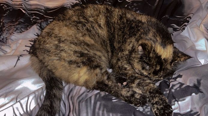 NOTVERKAUF!! Katze BKH - EKH Mix