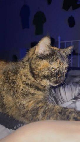 NOTVERKAUF!! Katze BKH - EKH Mix