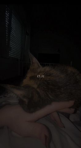 NOTVERKAUF!! Katze BKH - EKH Mix