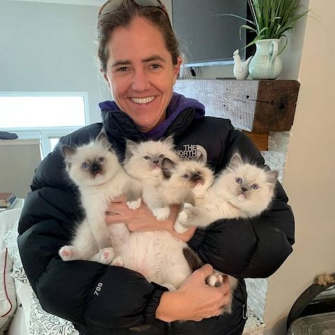 Ragdoll-Kätzchen zu verkaufen.