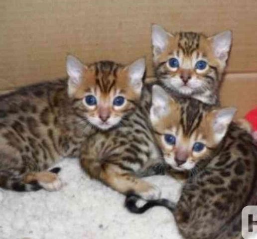 Reinrassige Bengal Kitten