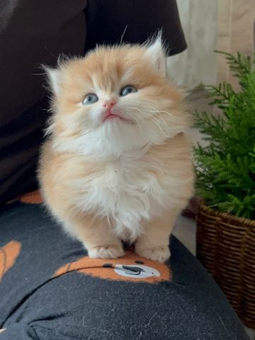 Vier reinrassige Perser