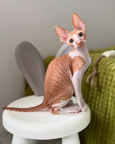 Wunderschönes Cornish Rex-Kätzchen