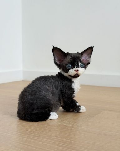 Wunderschönes Devon Rex-Kätzchen