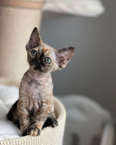 Wunderschönes Devon Rex-Kätzchen