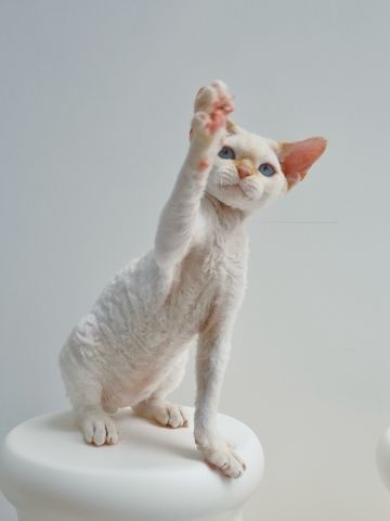 Wunderschönes Devon Rex-Kätzchen