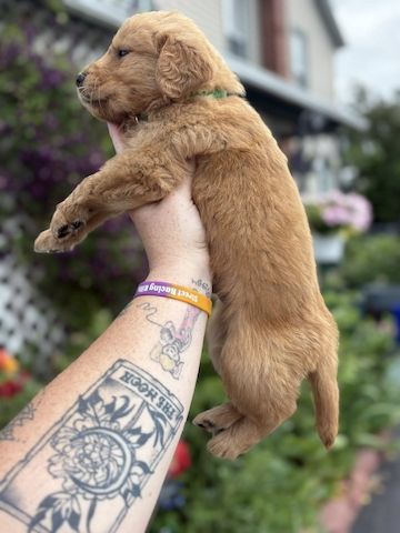 Golden Retriever Welpen