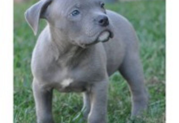 Pitbull Blueline welpen