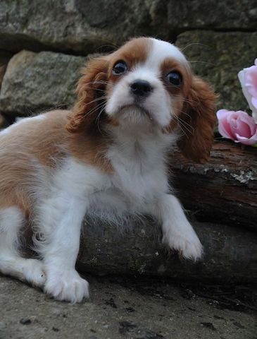 Cavalier King Charles Spaniel Welpen. Rüden und hündinnen
