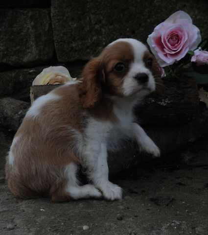 Cavalier King Charles Spaniel Welpen. Rüden und hündinnen