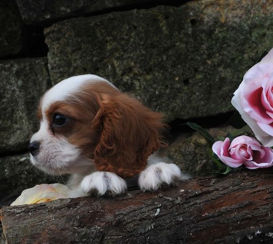 Cavalier King Charles Spaniel Welpen. Rüden und hündinnen