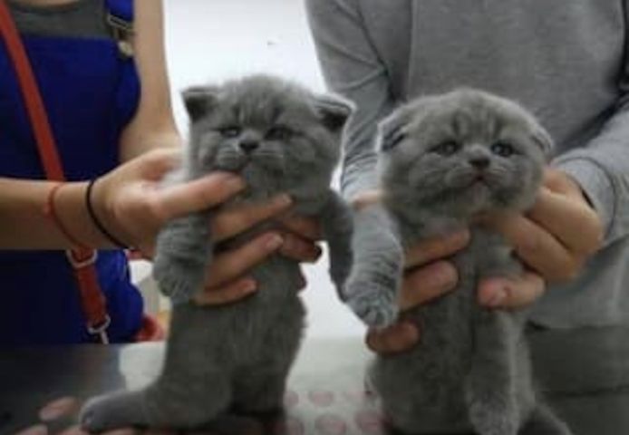 Britisch Kurzhaar Kätzchen