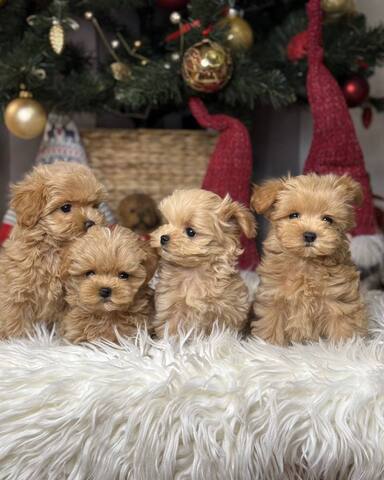 Maltipoo-Welpen zur Adoption