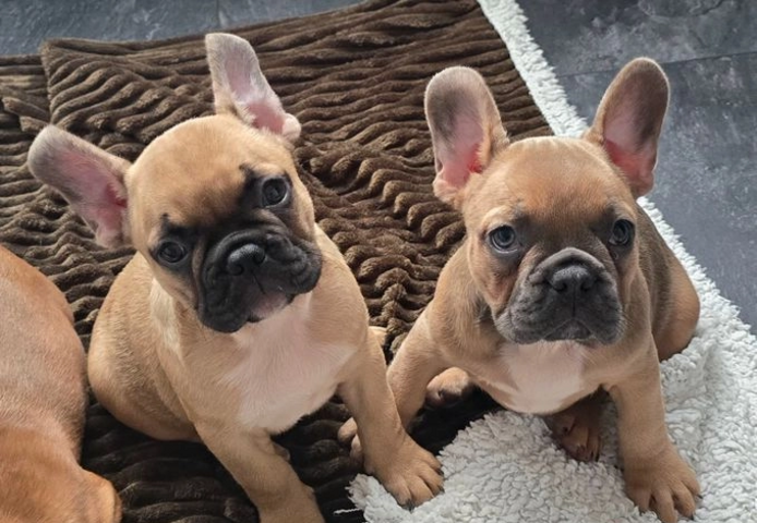 Französische Bulldogge