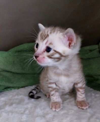 Bengal-Kätzchen zu vermitteln