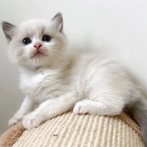 Ragdoll-Kätzchen zu vermitteln