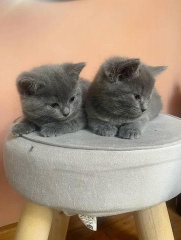 Wunderschönes Chartreux