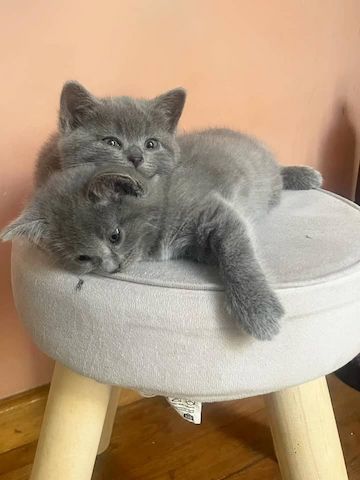 Wunderschönes Chartreux