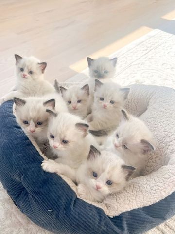 Bezaubernde Ragdoll-Kätzchen